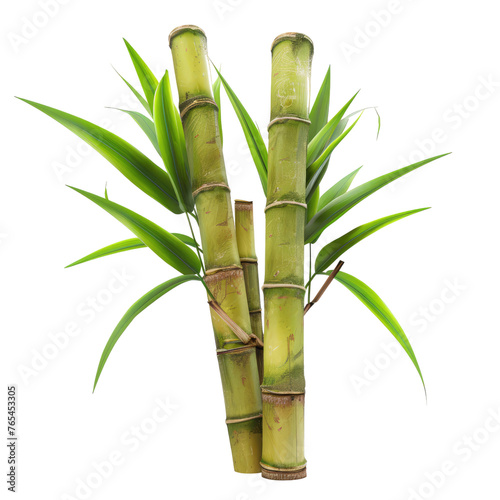 sugarcane isolated on transparent background