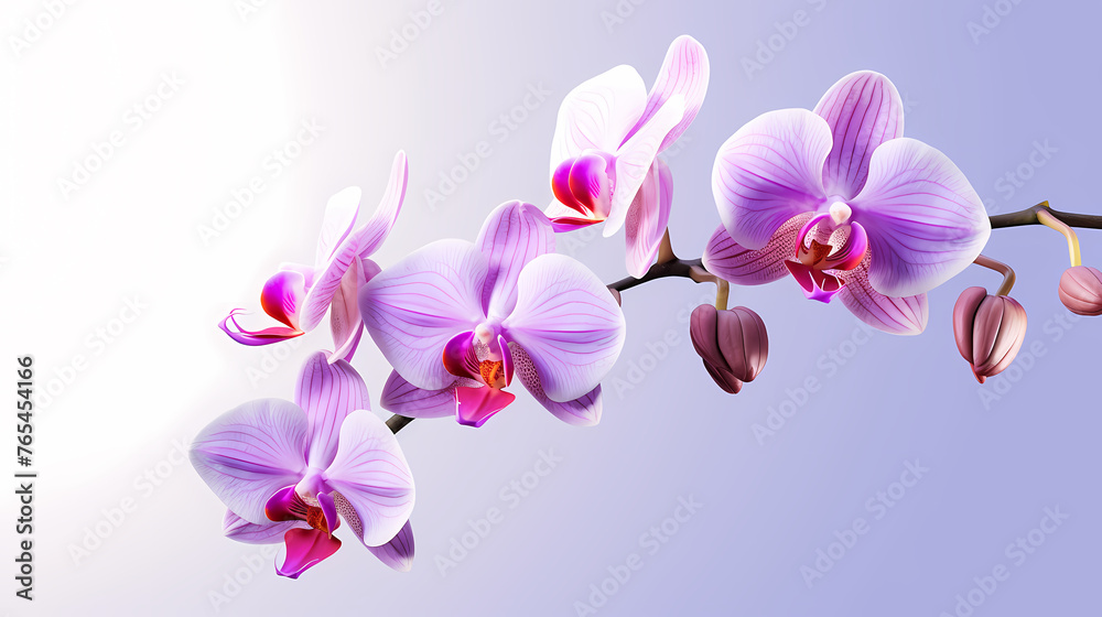 orchid, simple background