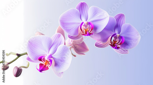 orchid  simple background