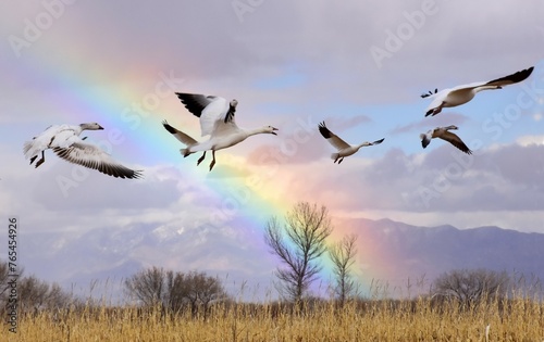 a  flock of  snow geese flying in front of a rainbow over  a corn field in their winter habitat of bernardo state wildlife refuge near socorro, new mexico © Nina