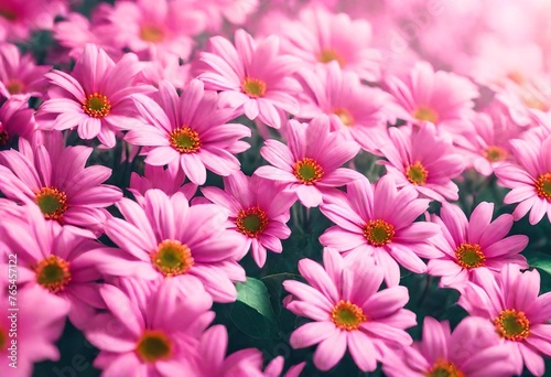 pink and white chrysanthemum © aaaa.a