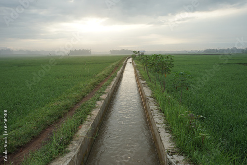 ricefield in java, indonesia