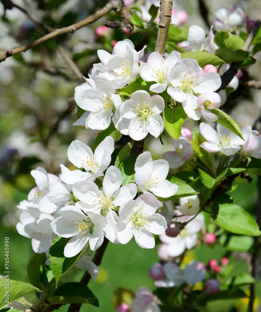 Apple Tree Blossoms - Apple Tree Blossoms in Bloom in South Tyrol	