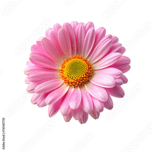 Pink gerbera flower isolated on transparent background. Close up.