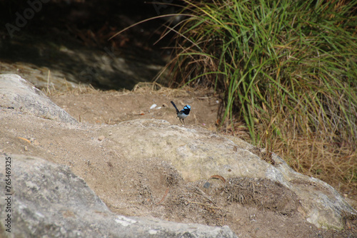 Australasian wrens - Fairy Wren Birds 