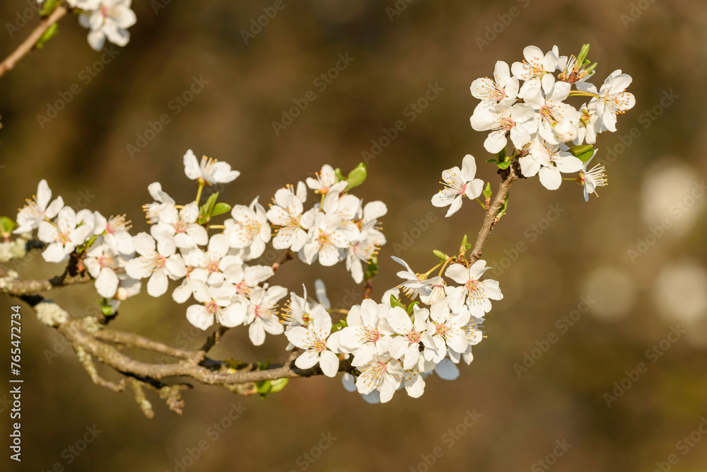 spring blossom in spring