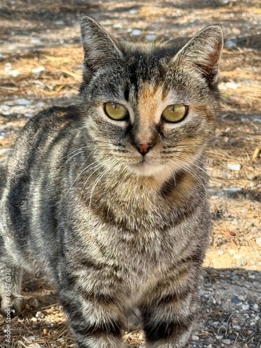 Photography Look wild cats