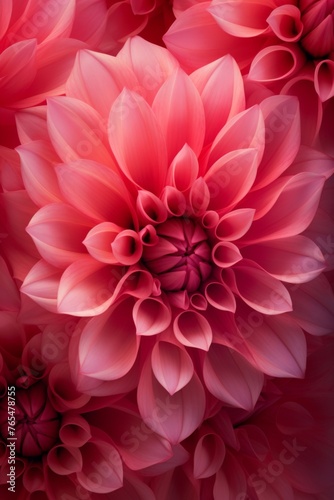 macro flower dahlia © Aida