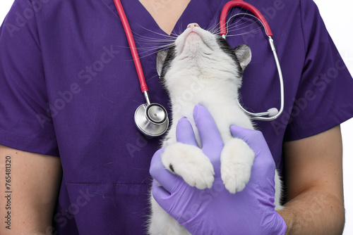 Chory kot u lekarza weterynarii, wet trzyma spokojnego, ufnego kotka na rękach 