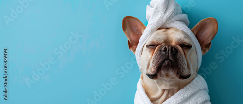 A French bulldog donning a head turban exudes relaxation and style against a blue background, depicting high-value pet grooming experience
