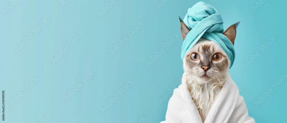A grumpy looking cat wrapped in a turquoise towel, posing for a portrait in front of a blue background A grumpy looking cat wrapped in a turquoise towel, posing for a portrait in front of a blue background