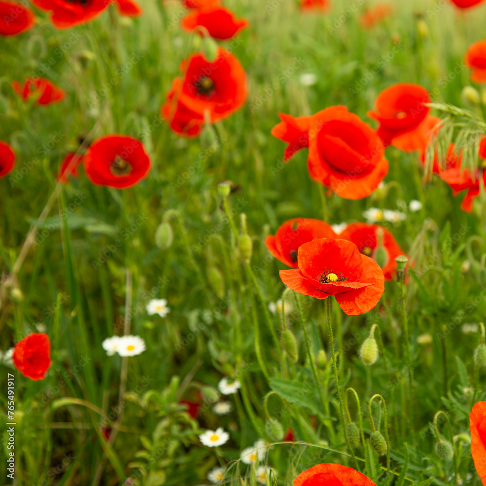 A field of poppies