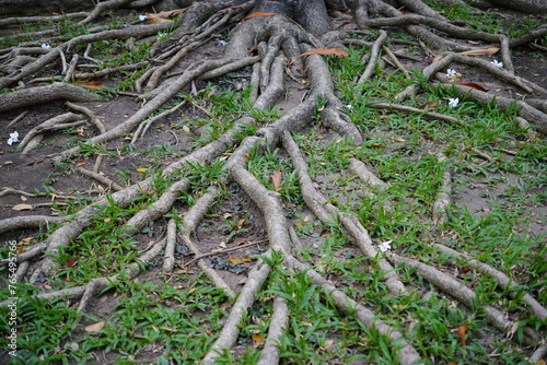 Above-Ground Tree Roots Embrace the Surface