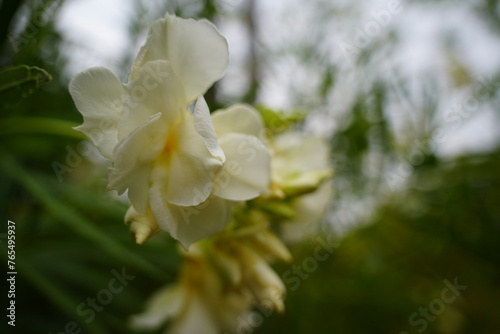 Fototapeta Naklejka Na Ścianę i Meble -  White Oleander Flowers in Full Bloom