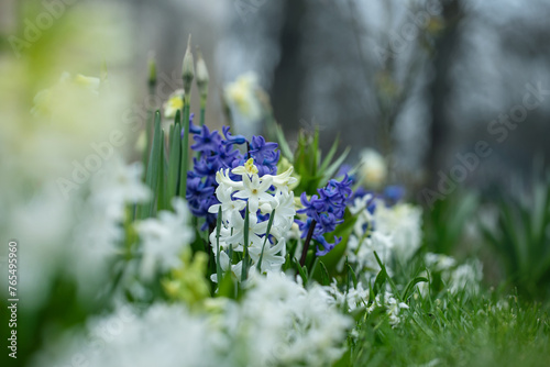 hiacynty, wiosenna rabata z kwiatami hiacynta i białą cebulica syberyjska (Scilla siberica) 