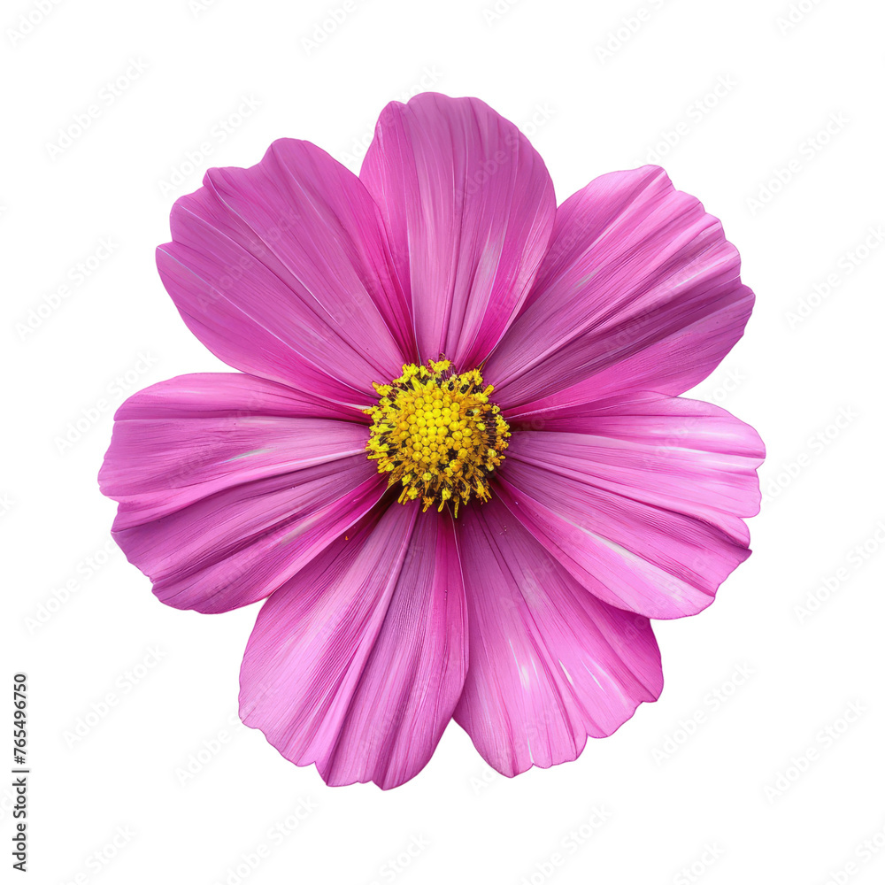 cosmos flower isolated on transparent background
