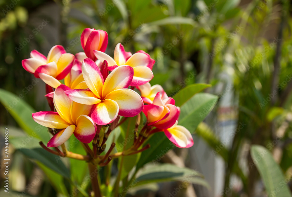 Fototapeta premium Fresh frangipani flower