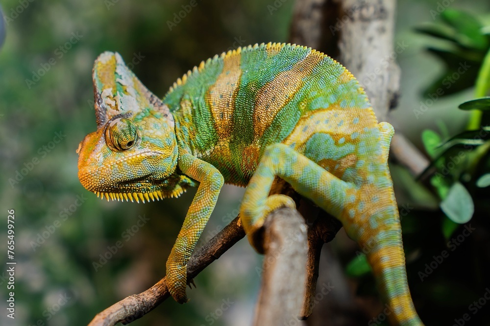A beautiful green chameleon sits on a branch in its natural habitat. Concept for zooexotarium, nature, zoo, pet store, aquarium, terrarium A beautiful green chameleon sits on a branch in its natural habitat. Concept for zooexotarium, nature, zoo, pet store, aquarium, terrarium