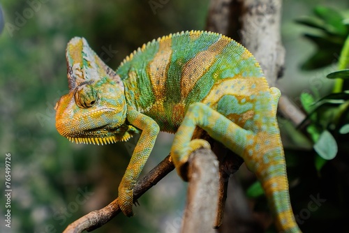 A beautiful green chameleon sits on a branch in its natural habitat. Concept for zooexotarium, nature, zoo, pet store, aquarium, terrarium