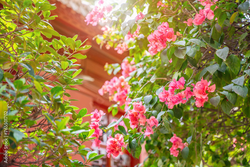 Chinese garden red wall and blooming bougainvillea flowers