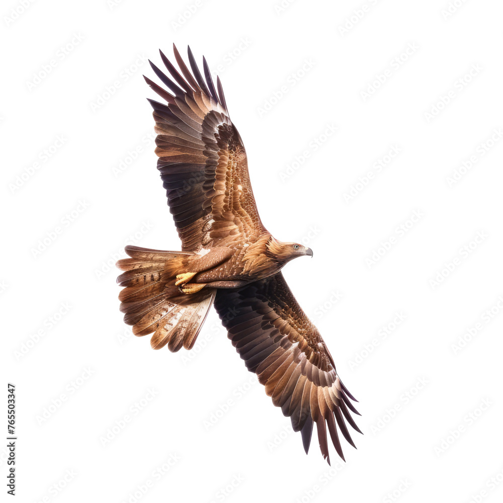 Eagle flying isolated on transparent background Eagle flying isolated on transparent background