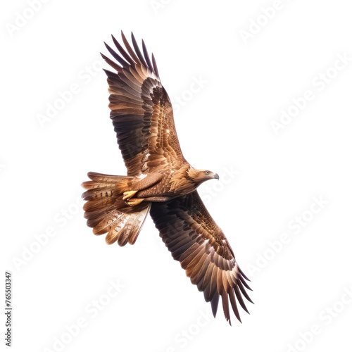 Eagle flying isolated on transparent background