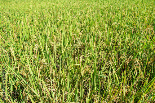 Rice in the field
