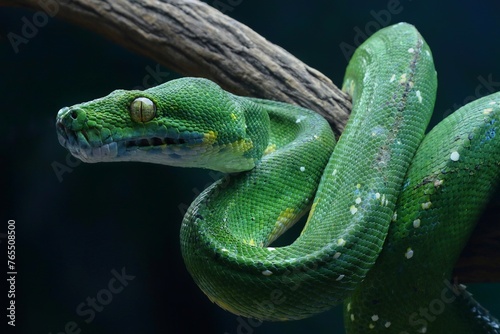 snake green tree phyton in the grass photo