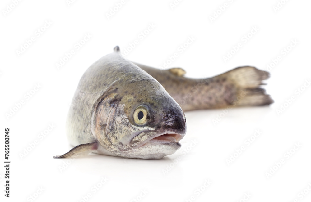 Fototapeta premium Fresh trout fish.