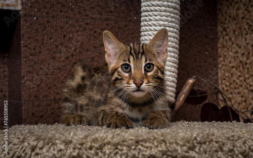 portrait of a bengal kitten (ID: 765508953)