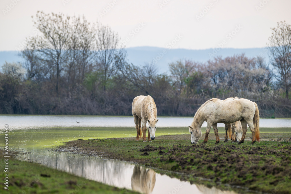 Three wild Camargue horses at nature reserve of the Isonzo river mouth, Isola della Cona, Friuli Venezia Giulia, Italy. Three wild Camargue horses at nature reserve of the Isonzo river mouth, Isola della Cona, Friuli Venezia Giulia, Italy.