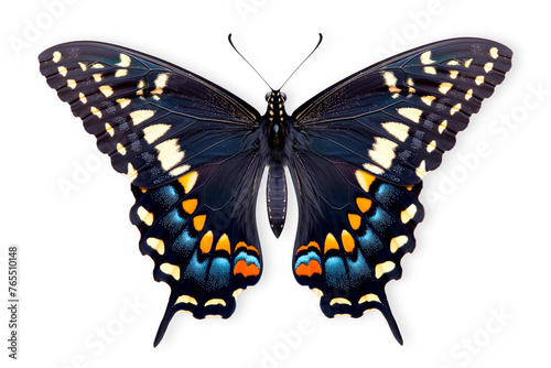 Beautiful Spicebush Swallowtail Papilio troilus butterfly isolated on a white background with clipping path