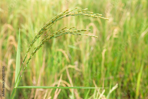 Spike in rice field