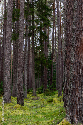 This image captures the essence of a Scottish forest, emphasizing the straight, tall pine trees that tower overhead. The forest floor is a blanket of vibrant green moss