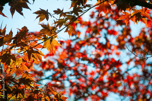 Herbstlicher Ast: Laubblätter in rötlichen Herbsttönen
