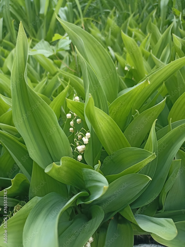 Fototapeta premium lily of the valley