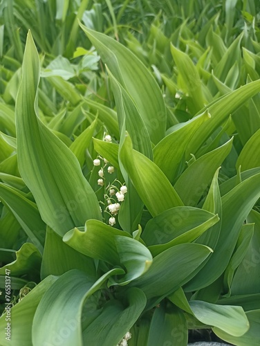 lily of the valley