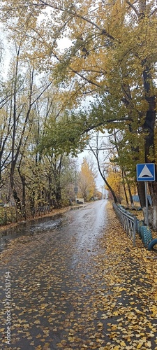 autumn in the park