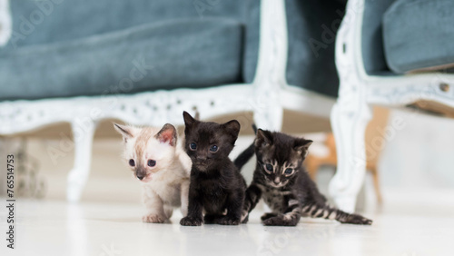 tiny cute bengal kittens of different colors  (ID: 765514753)