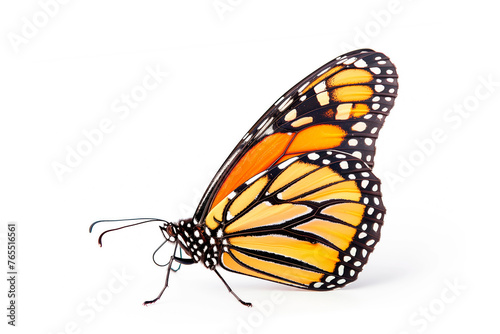 Beautiful Monarch butterfly isolated on a white background. Side view © boule1301
