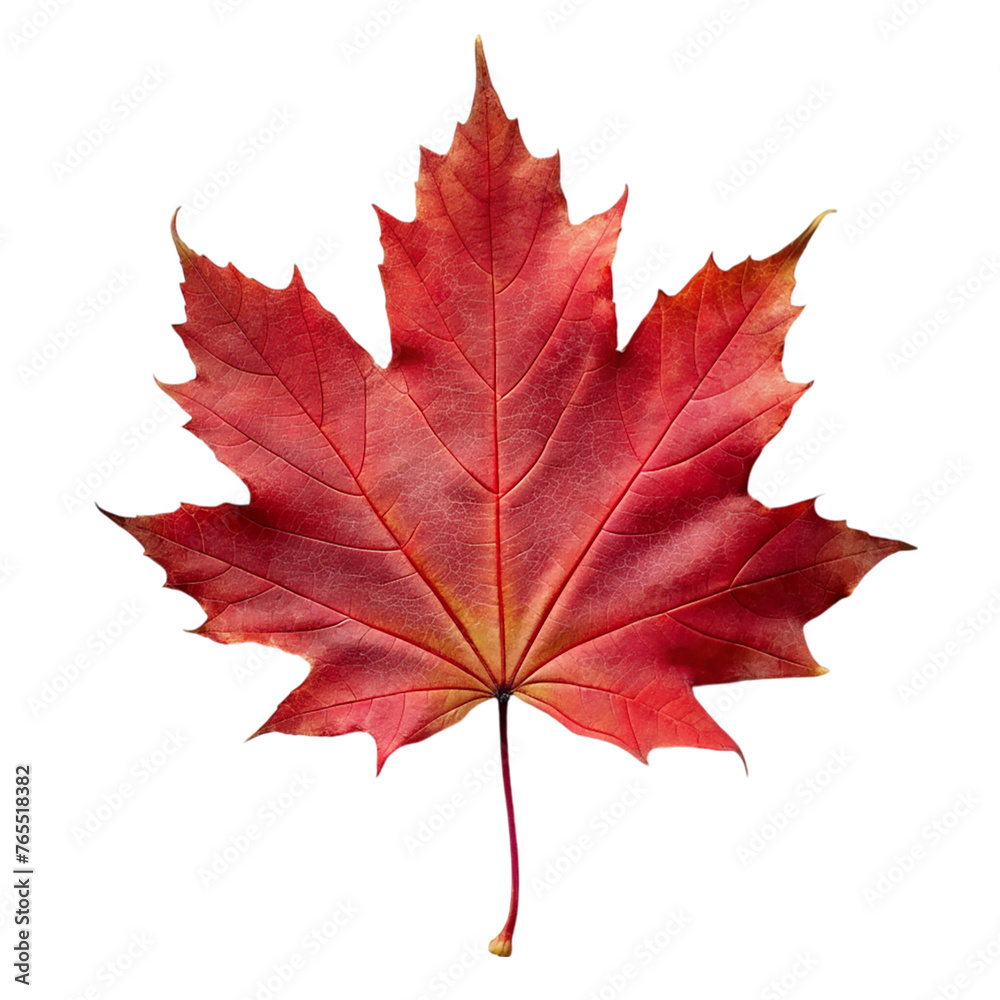 Red maple leaf. isolated on transparent background. Red maple leaf. isolated on transparent background.