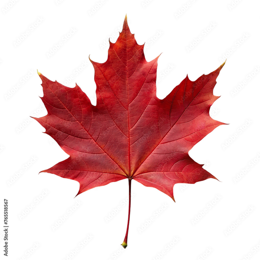 Red maple leaf. isolated on transparent background. Red maple leaf. isolated on transparent background.