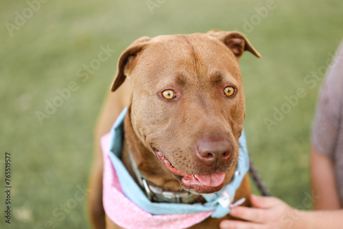 large brown dog wearing bandana sitting in park with owner holding leash photo