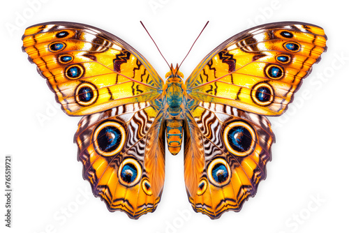Beautiful Two-eyed Eighty-eight butterfly isolated on a white background with clipping path
