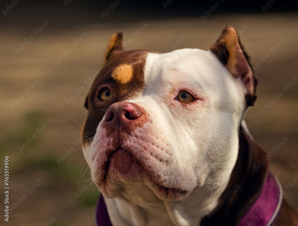 Portrait of a friendly American Bully female Portrait of a friendly American Bully female