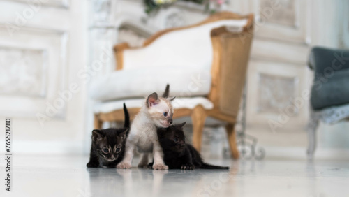 three small Bengal kittens of different colors in a room against the background of a home interior (ID: 765521780)
