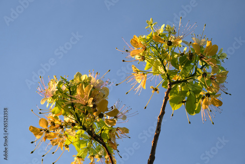 Beautiful flowers blooming with morning sunshine  and clear blue sky