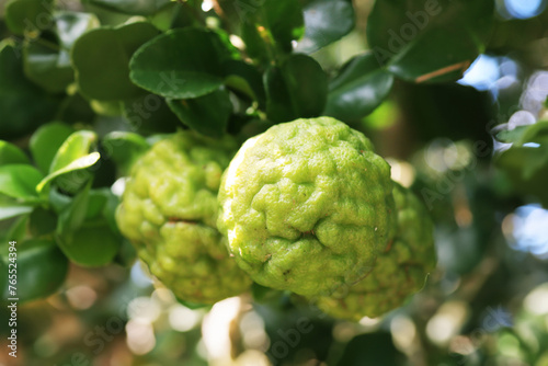 Kaffir lime fruit on the tree. Kaffir lime has medicinal value and nutritional value.
