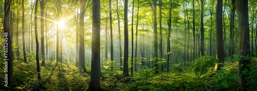 panoramic view of a beautiful green forest with tall trees and sunlight shining through the leaves, Forest panorama with sun rays