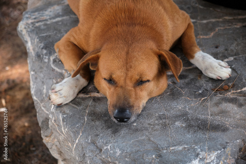 Red dog sleeping on the rock